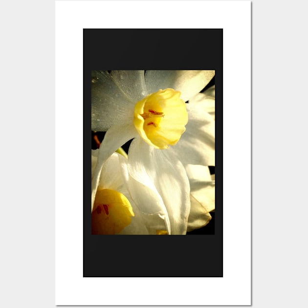 Daffodil Flower Wall Art by DeborahMcGrath